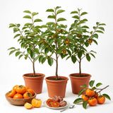3 Cold Hardy Persimmon Trees Live Plants, 6-13" in Tall, American Persimmon Fruit Tree, Bare Root to CA, Dormant in Winter