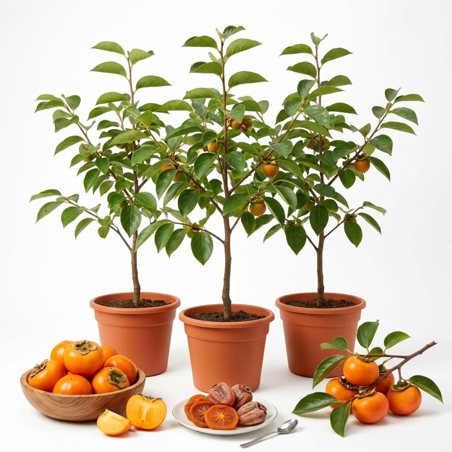 3 Cold Hardy Persimmon Trees Live Plants, 6-13" in Tall, American Persimmon Fruit Tree, Bare Root to CA, Dormant in Winter