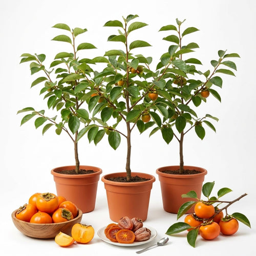 3 Cold Hardy Persimmon Trees Live Plants, 6-13" in Tall, American Persimmon Fruit Tree, Bare Root to CA, Dormant in Winter