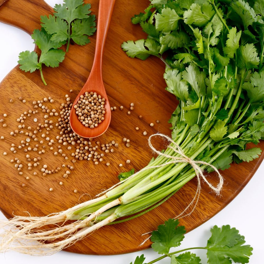 Set 500 Cilantro Seeds for Planting, Cilantro Seed, Fragrant and Fast Growing Herb Shrub, Ready for Planting Outdoor Garden