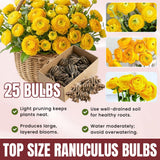 Ranunculus Bulbs, 25 Ranunculus Bulbs, French Peony Style Buttercup Corms, Spring Blooming Garden Flowers, Vibrant Flower Plant (Yellow Ranunculus)