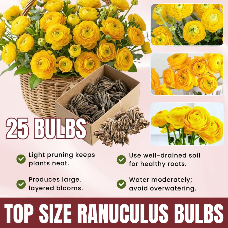 Ranunculus Bulbs, 25 Ranunculus Bulbs, French Peony Style Buttercup Corms, Spring Blooming Garden Flowers, Vibrant Flower Plant (Yellow Ranunculus)
