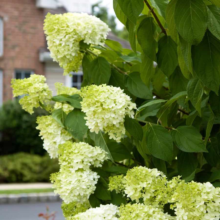 Green Hydrangea Live Plant, Quart Pot Hydrangea Plant - Change Bloom Colors, Perennial Hardy Blooming Shrub for Garden, Patio and Landscape
