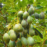 Avocado Tree Live Plant Starter Seedling, 5-8" in Tall, Cold Hardy Avocados Plant Tropical, HASS Avocado Trees