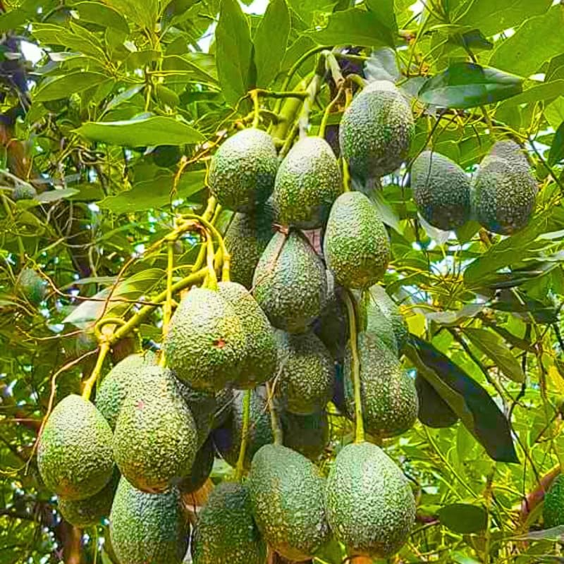 Avocado Tree Live Plant Starter Seedling, 5-8" in Tall, Cold Hardy Avocados Plant Tropical, HASS Avocado Trees