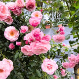 Rose Bush Live Plant - Climbing Rose Plant Live - Bareroot with Soil 7-10 Inch Tall - Fragrant Rose Flowers Heirloom Rose Shrub (Pink Rose)