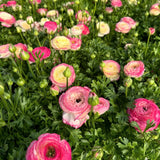 Ranunculus Bulbs, 25 Ranunculus Bulbs, French Peony Style Buttercup Corms, Spring Blooming Garden Flowers, Vibrant Flower Plant (Rare Pink Ranunculus)
