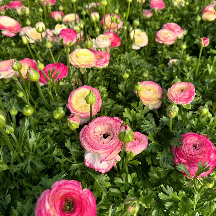 Ranunculus Bulbs, 25 Ranunculus Bulbs, French Peony Style Buttercup Corms, Spring Blooming Garden Flowers, Vibrant Flower Plant (Rare Pink Ranunculus)
