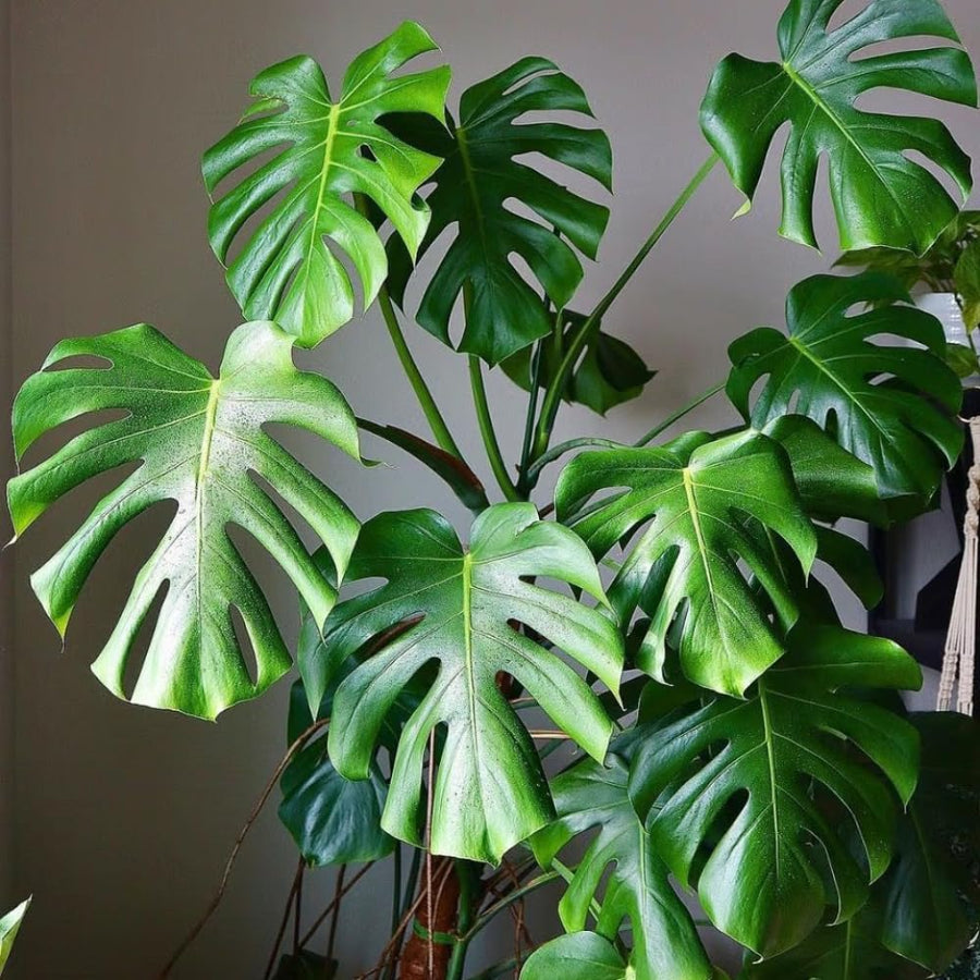 Philodendron Plant Live, Rare Tropical Variegated Live Indoor Houseplant for Home Office, 5-8" Tall, No Pot (Green Philodendron Plant)