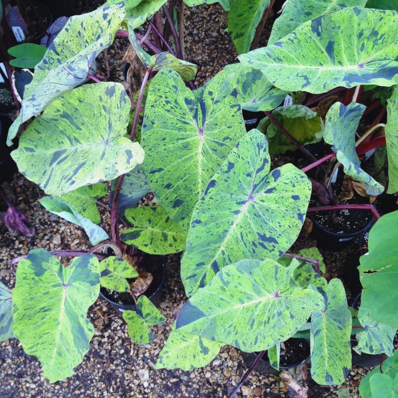 2 Alocasia Live Plants, Alocasia Plants Indoor, 3 to 5 Inches, House Plant Live for Gardening