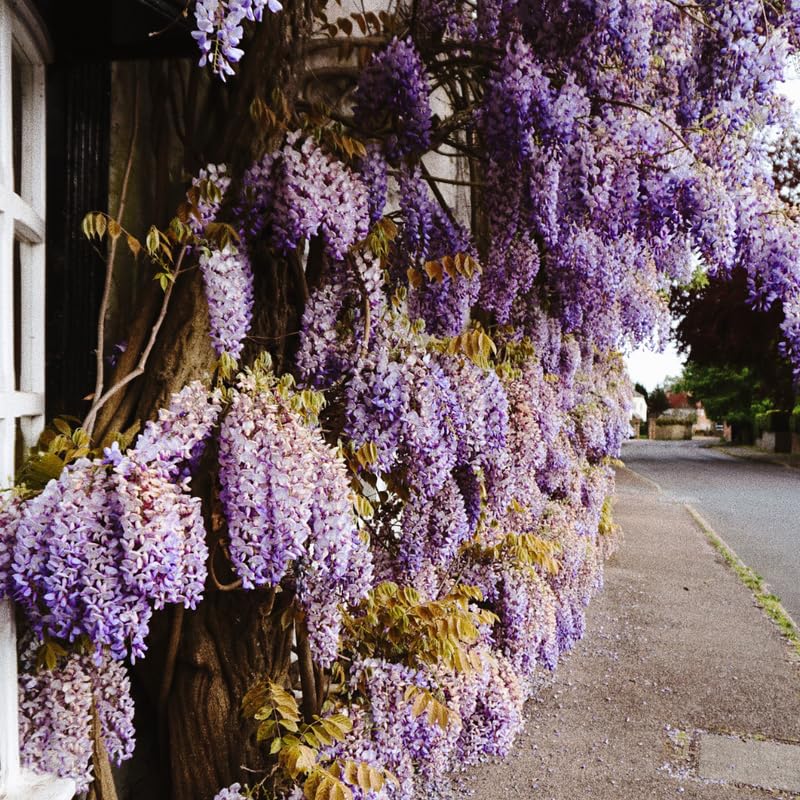 2 Purple Wisteria Trees Live Plant, Purple Wisteria Plant Live 6-12 Inch Tall, Wisteria Vine Live Plant, Fragrant Flowers, in Pots
