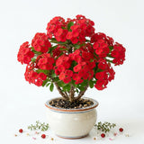 Crown of Thorns Live Plant, Red Euphorbia Milii Plant, 4 Inches Pot, Hardy Crown of Thorns Succulent for Outdoor Garden (Red)