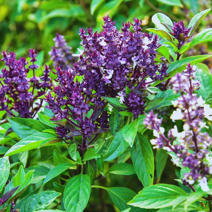 12 Plants of Basil Plants, Live Basil Plants for Garden Indoors Outdoors, 5-6'' Tall Size Plant