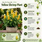 Set 2 Shrimp Plants Live, Shrimp Plants, 5-7 Inc Tall, Easy Care Houseplant, Tropical Yellow Blooms for Indoor Outdoor Growing