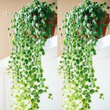 String of Turtles Live Plants, Easy Indoor Trailing Succulent in 2.5" Pot, Hanging Succulent Houseplant Indoor Outdoor Planting