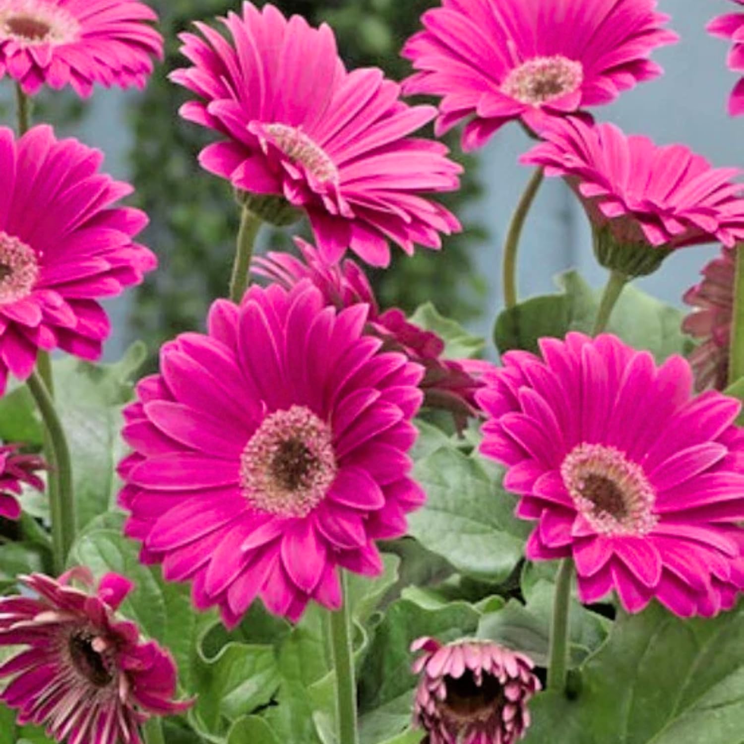 2 Pink Gerbera Daisy Plants Live, Gerbera Daisies Flower Plants 5 to 7 Inches Tall, Ready to Bloom, Hardy Outdoor Plant