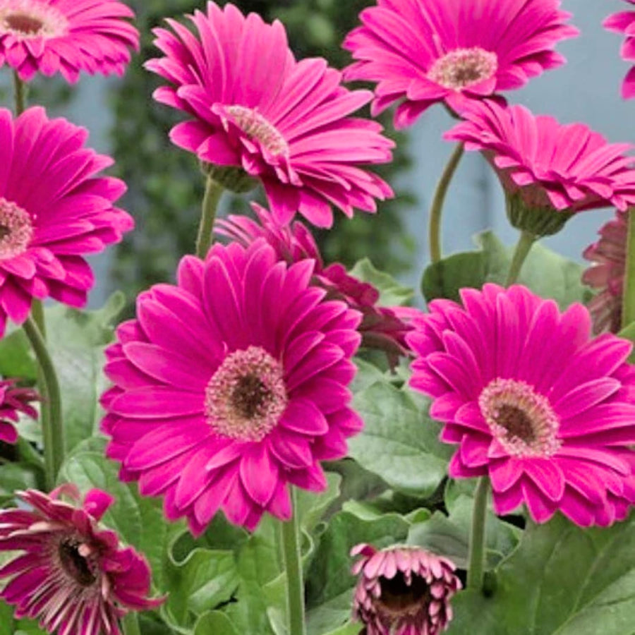 Sets 4 Pink Gerbera Daisy Live Plants, Ready to Bloom in Spring, Flower Winter Hardy Outdoor Planting