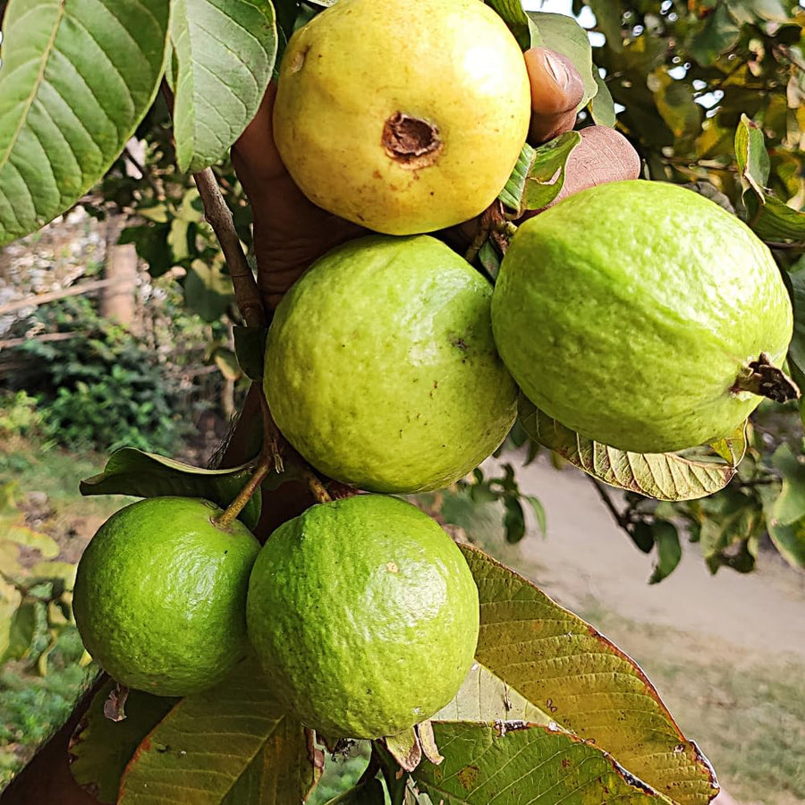 Pink Guava Tree Live, 8-10 Inc Tall Tropical Fruit Tree, Sweet Guava Plant for Outdoor or Indoor Planting, Well-Rooted