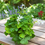 Live Green Oxalis Shamrock, Oxalis Triangularis Plant, 4 Inch Pot, Well Rooted, Ready for Planting