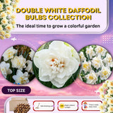 Set 30 Daffodil Bulls for Planting, Top Size Narcissus Flower Bulbs, Perennial Spring Flowers, Cold Hardy, Ideal for Gardens, Pots and Landscaping (Double White)