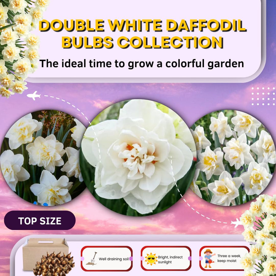 Set 30 Daffodil Bulls for Planting, Top Size Narcissus Flower Bulbs, Perennial Spring Flowers, Cold Hardy, Ideal for Gardens, Pots and Landscaping (Double White)