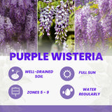 Purple Wisteria Live Plant, Vibrant Purple Flower, 3-5 Inches Tall in 2.5 Inch Pot for Outdoor Planting