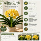 Yellow Clivia Plant Live, Clivia Flower Plant, 6-8 Inches Tall in 6 Inches Pot, Bush Lily Plant for Outdoor Garden