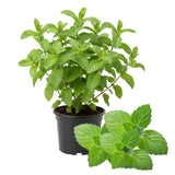 Fresh Peppermint Live Plant in 3.5 Inch Pot, Mint Herb Live Plant for Indoor Outdoor Growing, Spring Planting