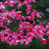 Pink Dogwood Tree Live Plant, 5 to 8'' Tall, Dogwood Flowering Plant Live Outdoor Gardening