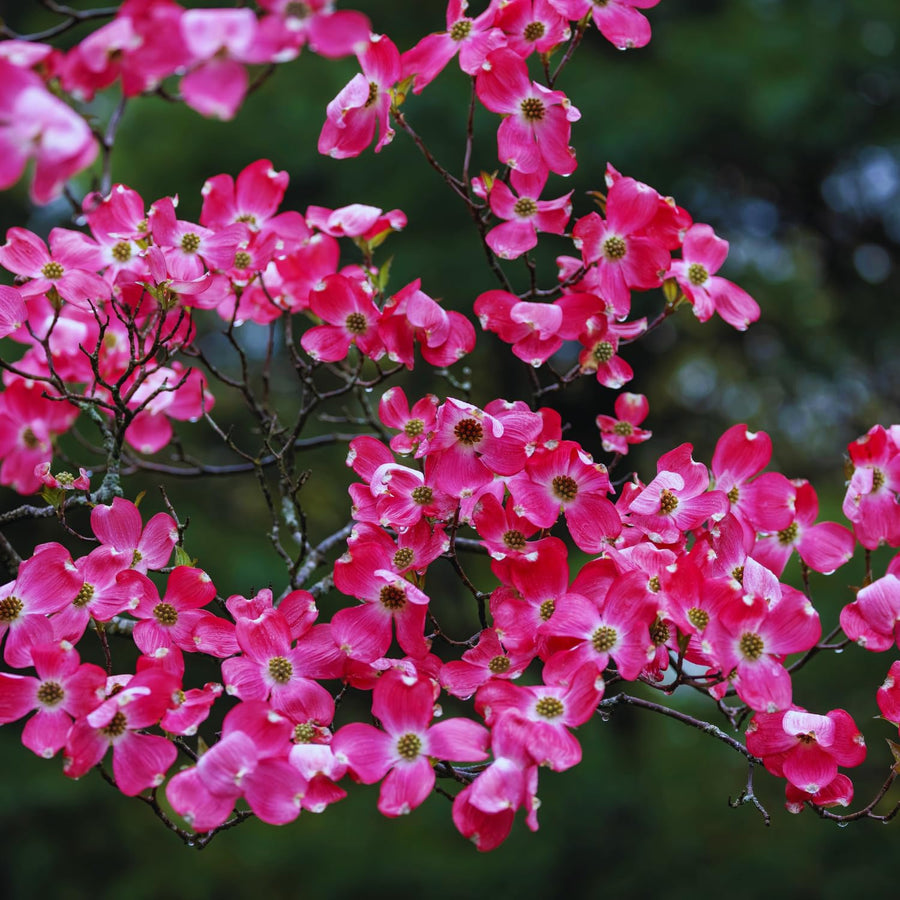Pink Dogwood Tree Live Plant, 5 to 8'' Tall, Dogwood Flowering Plant Live Outdoor Gardening