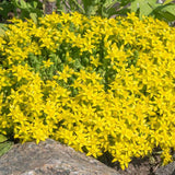Yellow Sedum Plant Live, Rare Succulent Live Plant in 4" Pot, Hardy Ground Cover for Garden and Containers