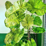 2 Rare Philodendron Live Plants Varieties Collection, Philodendrons Plants Size 5-9 Inc for Indoor Houseplant Décor, Ornamental Tropical Well-Rooted (Long Philodendron Plants)