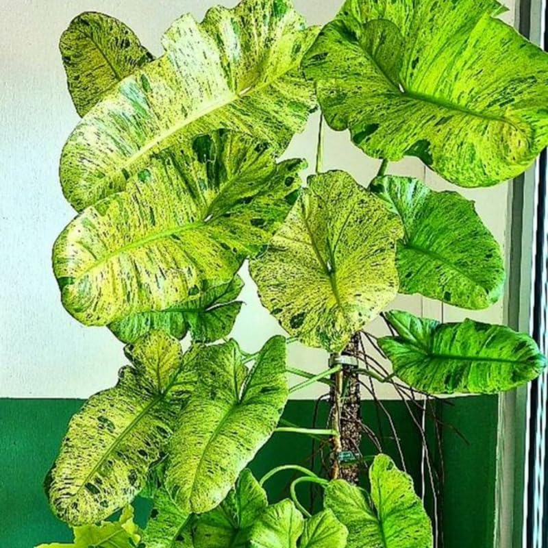 2 Rare Philodendron Live Plants Varieties Collection, Philodendrons Plants Size 5-9 Inc for Indoor Houseplant Décor, Ornamental Tropical Well-Rooted (Long Philodendron Plants)