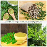 Pack of 50 Moringa Seeds for Planting, Moringa Oleifera Seeds, Fast Growing, Easy Care Seed for Container and Outdoor Planting