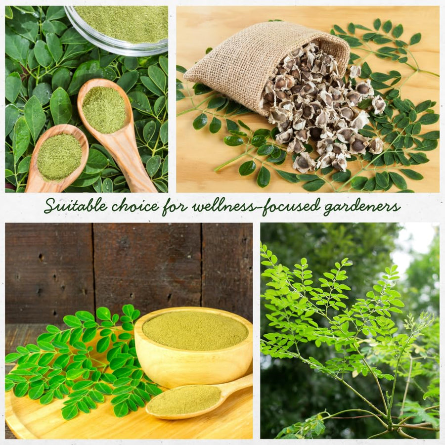 Pack of 50 Moringa Seeds for Planting, Moringa Oleifera Seeds, Fast Growing, Easy Care Seed for Container and Outdoor Planting