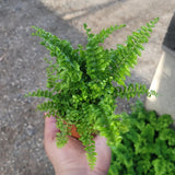 10 Lady Fern Roots for Planting, Live Fern Plants, 4–6 Inches Tall, Hardy Indoor & Outdoor Planting for Garden, Patio, or Terrarium