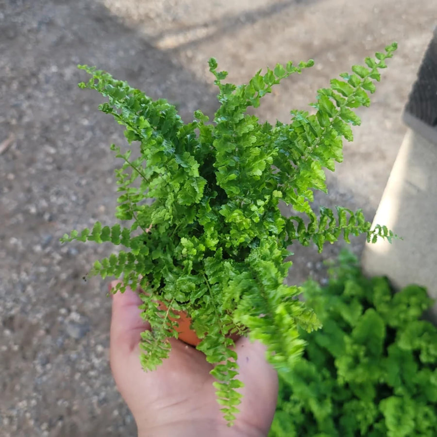 10 Lady Fern Roots for Planting, Live Fern Plants, 4–6 Inches Tall, Hardy Indoor & Outdoor Planting for Garden, Patio, or Terrarium