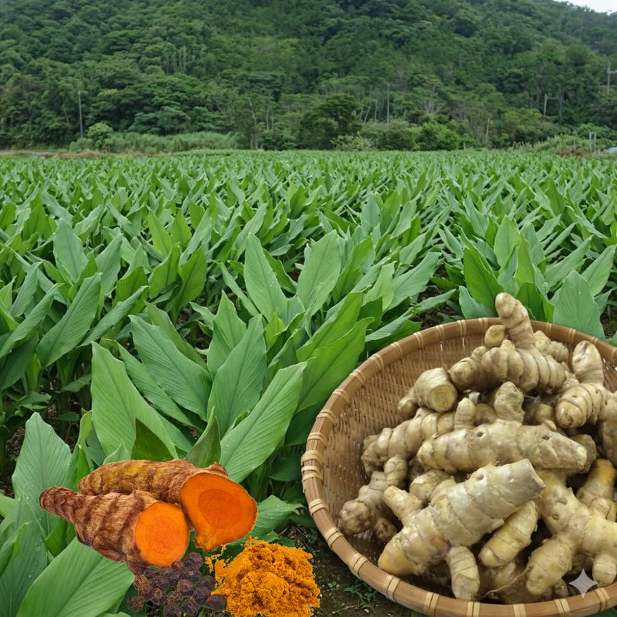 15 Yellow Turmeric Roots for Planting, Curcuma Turmeric Rhizomes, Live Curcuma Roots, Hardy Perennial Herb Plants