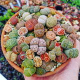 10 Lithops Live Plants, Mix Colorful Lithops Succulents Plants Live, Living Stones, Large Assorted Lithop Plant Bare Root Without Pot and Soil