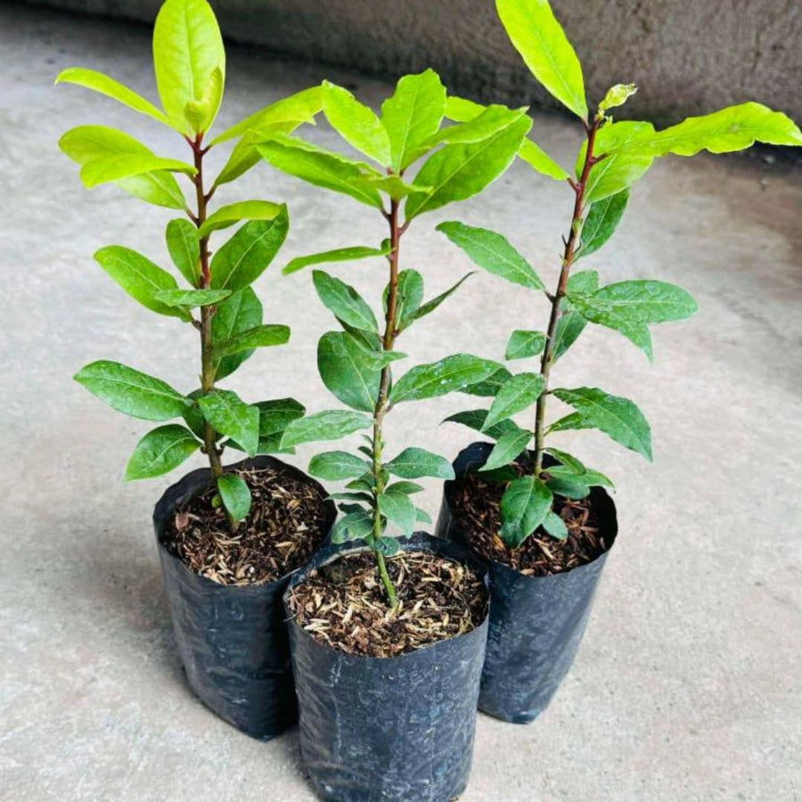 Live Bay Leaf Tree, Laurus Nobilis Plant, 5-9" Sweet Bay Live Plant No Pot, Well-Rooted