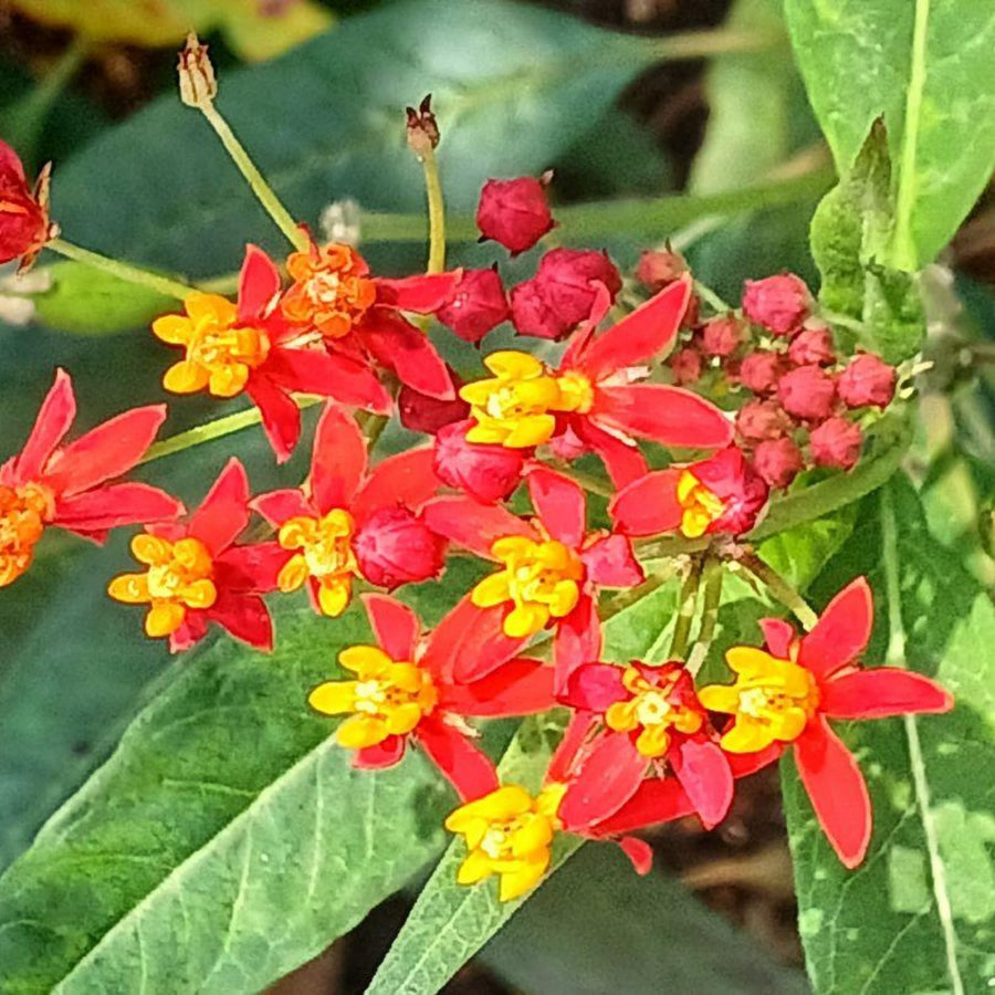Milkweed Plants Live, Red Milkweed Plant for Planting, Tropical Milkweed Plant, Bloodflower Milkweed Live Plant Indoor Outdoor Garden
