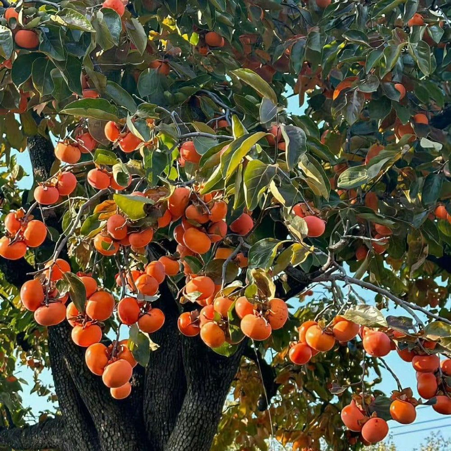 Set of 2 Live American Persimmon Plants, 6-10 Inch Tall, in Quart Pot, Sweet Persimmon Fruit Tree Bareroot for Garden, Backyard, and Outdoor Planting, Dormant in Winter