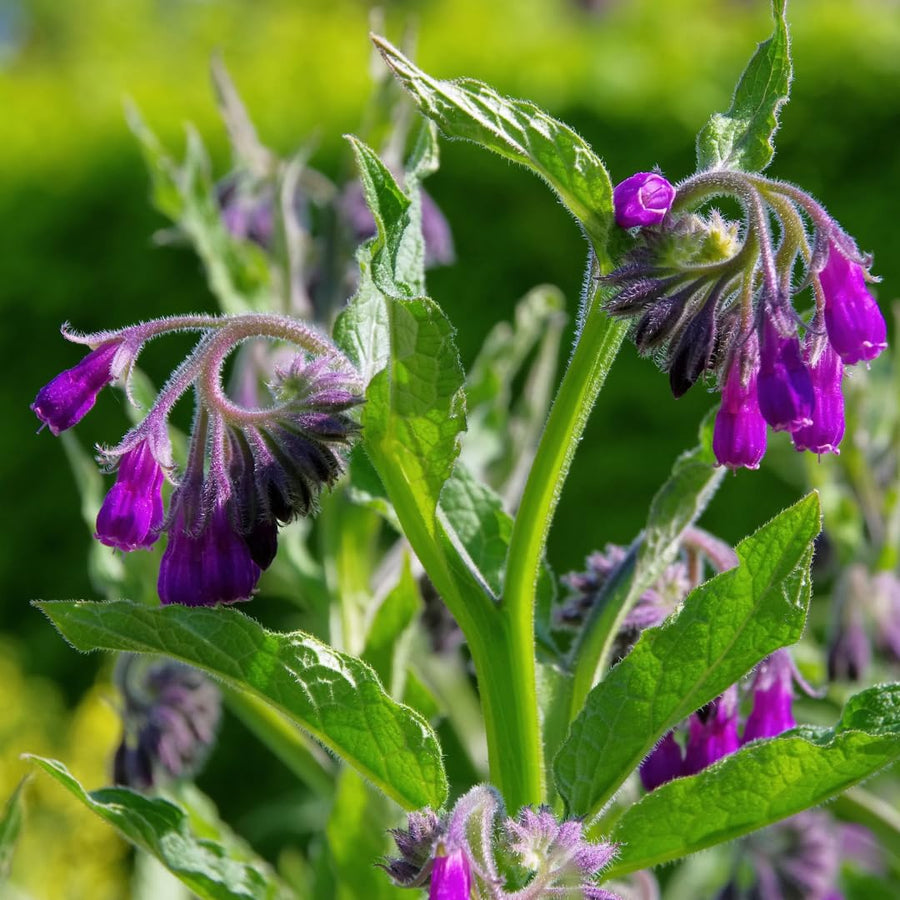 Pack of 5 Live Bocking 14 Comfrey Roots, Comfrey Root Cuttings, Perennial Herb Root Cuttings for Outdoor Growing