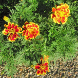 Marigold Live Plants for Outside, 2 Yellow Orange Marigold Plants Live, 4 to 6 Inc Tall Starter Plant Growing