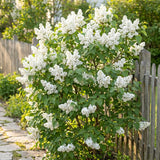 White Lilac Plants 12–18" Tall, Well Rooted Live Flowering Lilac Shrubs for Patio, Container and Backyard Landscaping