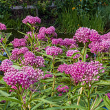 2 Pink Butterfly Milkweed Plants Live, Live Milkweed Plants, Asclepias Tuberosa Plant for Gardening, 5 to 7 Inc Tall