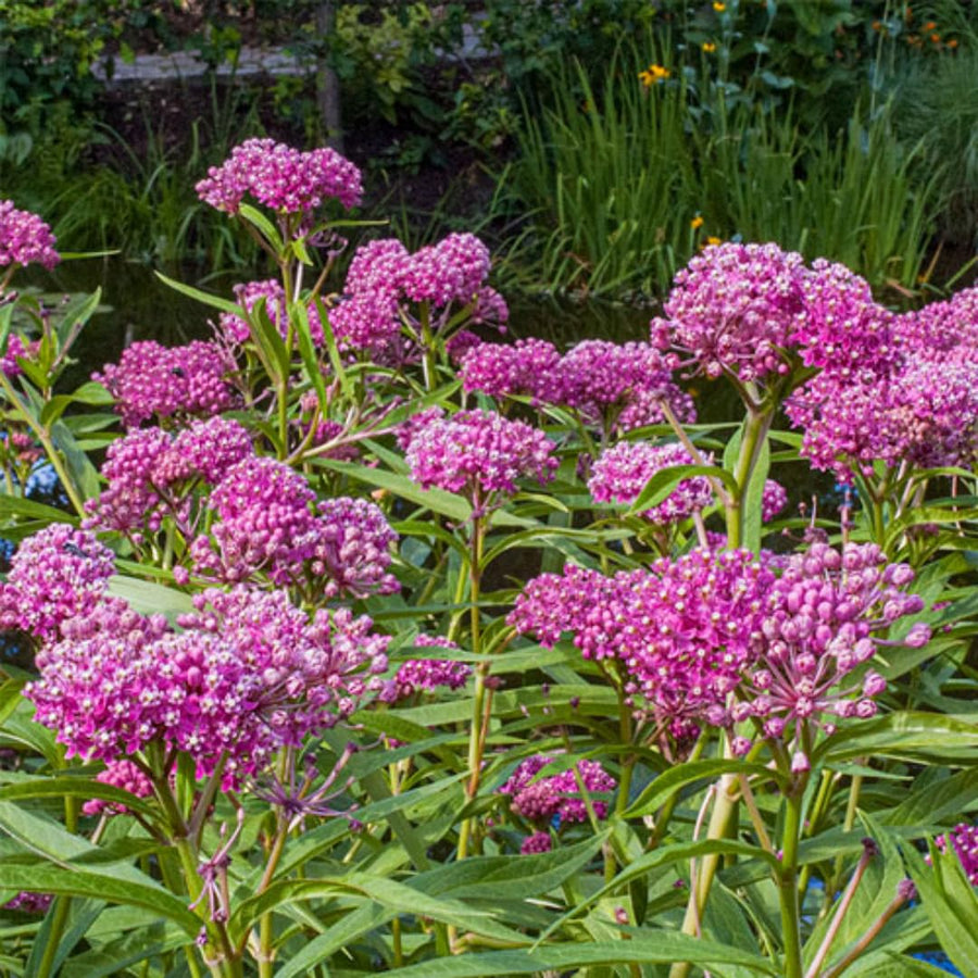 2 Pink Butterfly Milkweed Plants Live, Live Milkweed Plants, Asclepias Tuberosa Plant for Gardening, 5 to 7 Inc Tall