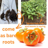 Sweet American Persimmon Trees Live Plants, Dormant Seedlings,6-12 Inches Well Rooted, Winter Hardy Persimmon Tree Fruit