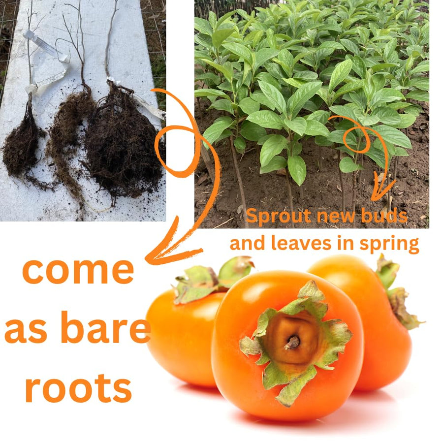 Sweet American Persimmon Trees Live Plants, Dormant Seedlings,6-12 Inches Well Rooted, Winter Hardy Persimmon Tree Fruit