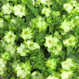 2 Petunia Live Plants, Pistachio Cream Petunia Flowers, Live Petunias Plants Outdoor Indoor, 5-9 Inch Tall